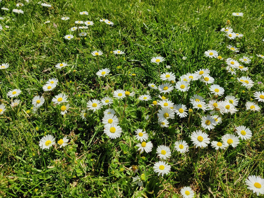 Når historier får lov at blomstre